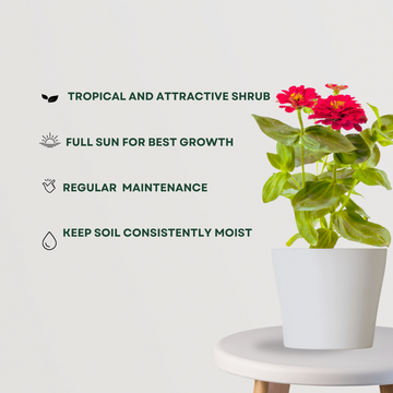 Zinnia flowering plant